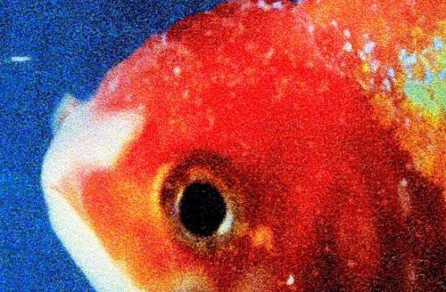 Big Fish Theory review